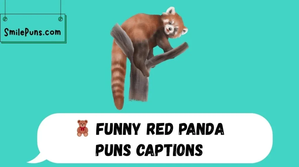 🧸 Funny Red Panda Puns Captions