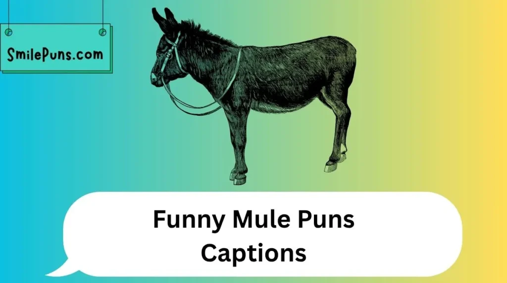 Funny Mule Puns Captions
