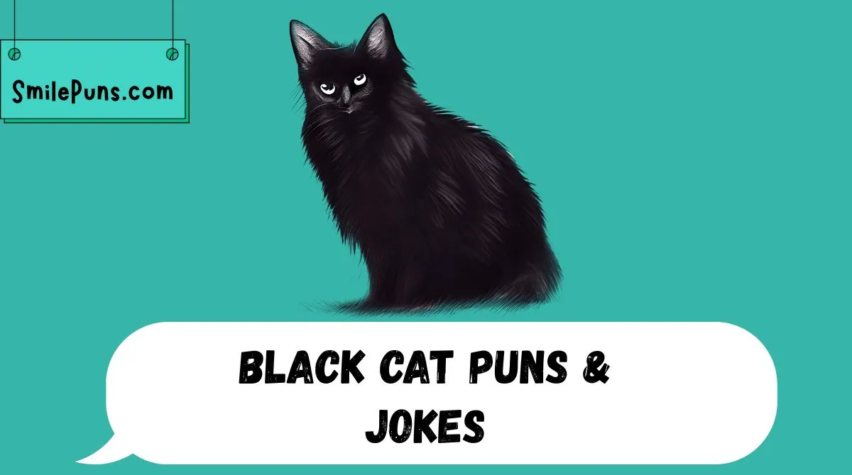 Black Cat Puns & Jokes