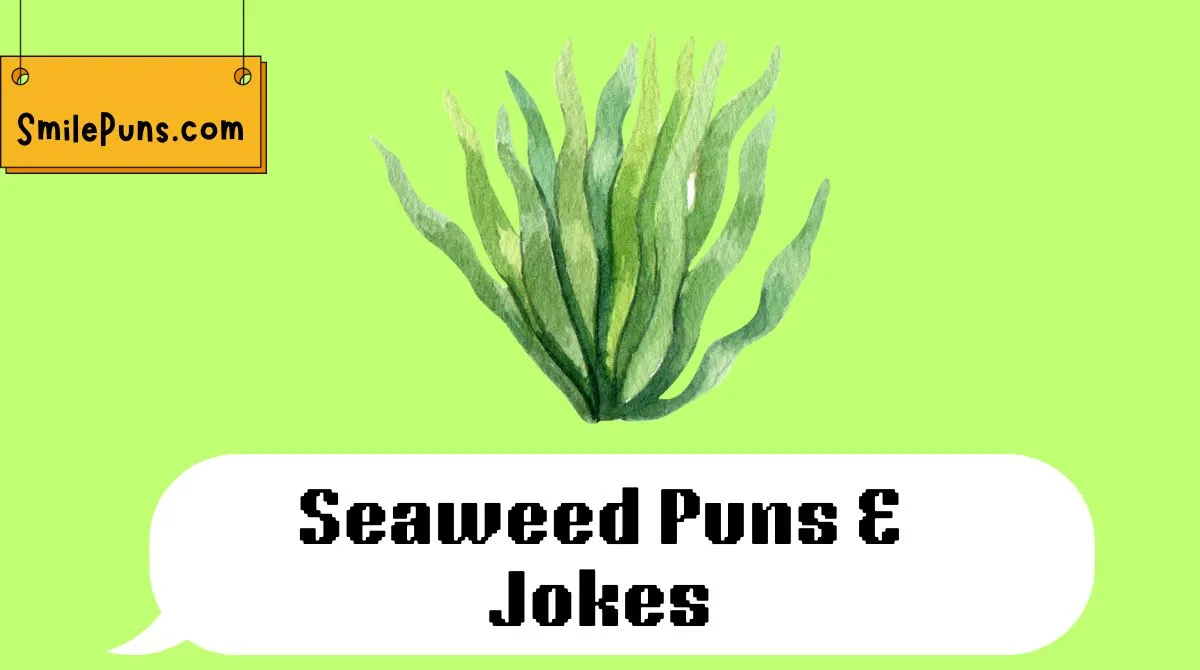 Seaweed Puns & Jokes